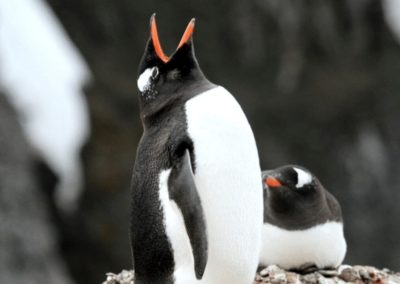Trumpeting gentoo penguin