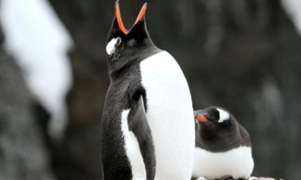 Gentoo Penguin