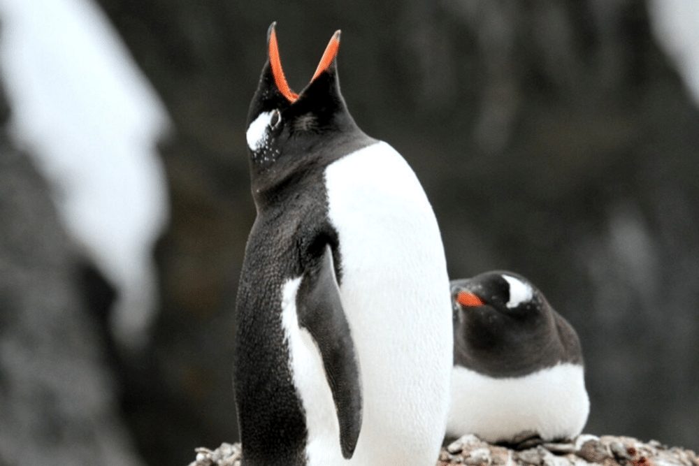 Gentoo Penguin Facts - CRITTERFACTS