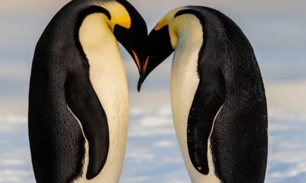 Emperor Penguin