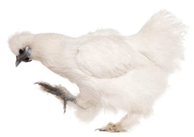White Silkie chicken, 6 months old, standing in front of white background