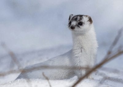 White least weasel in snow