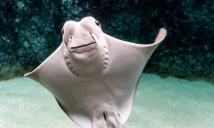 Cownose Ray