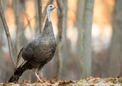 Wild Turkey - female looking at copy space