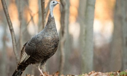 WILD TURKEY