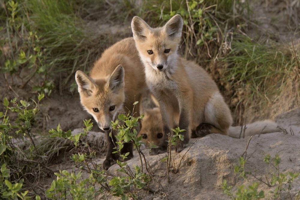 Kit Fox Facts - CRITTERFACTS