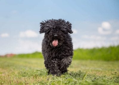 black Puli - small-medium breed