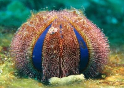 blue and red colored sea urchin