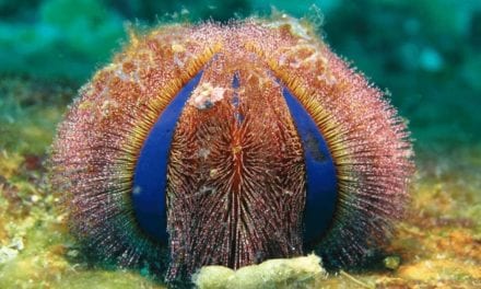 Sea Urchin
