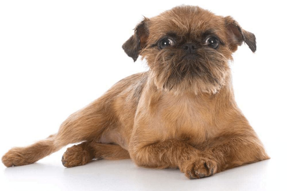 Brussels Griffon Facts Critterfacts