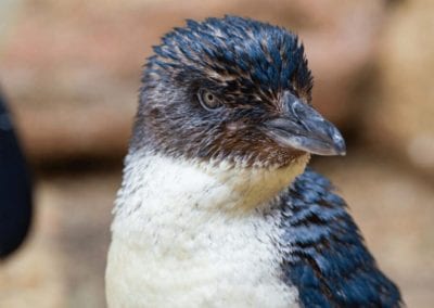 little Blue Penguins in australia sydney zoo