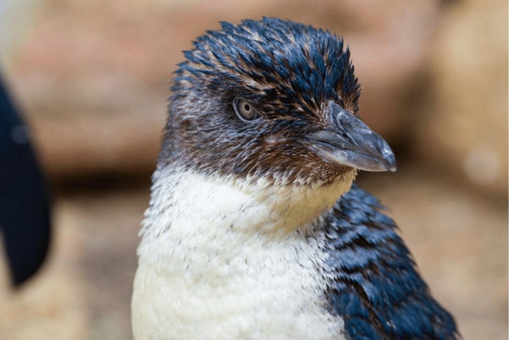 little-blue-penguin-facts-critterfacts