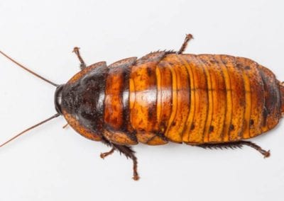 madagascar cockroach - Gromphadorhima portentosa