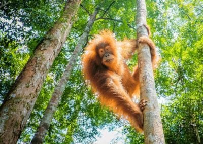 orangutan in the jungle of indonesia