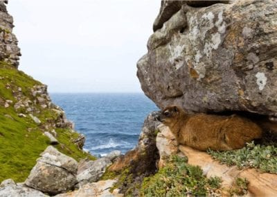 rock hyrax lying between the rocks near the sea