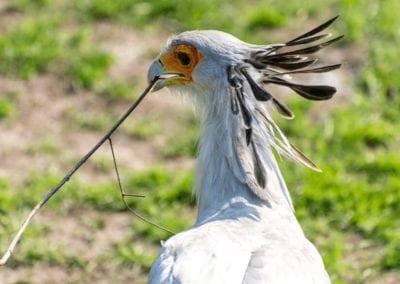 secretarybird with stick