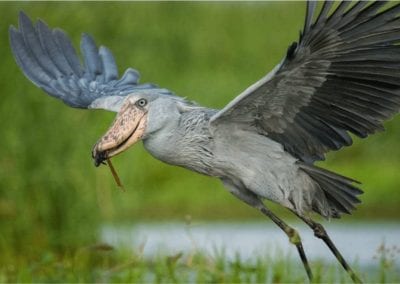 shoebill flying with fish in mouth