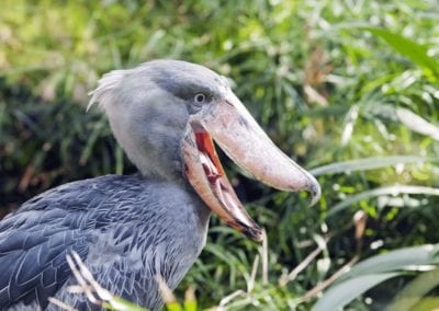 shoebill with beak open
