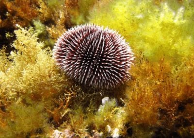 small burgundy sea urchin