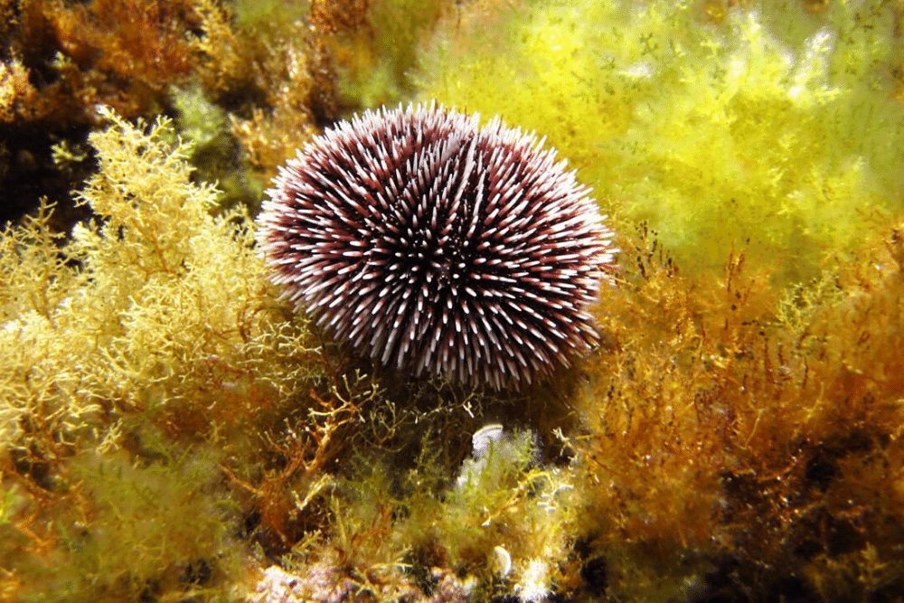 Sea Urchin Facts | CRITTERFACTS