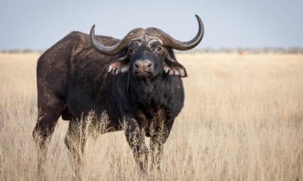 Cape Buffalo