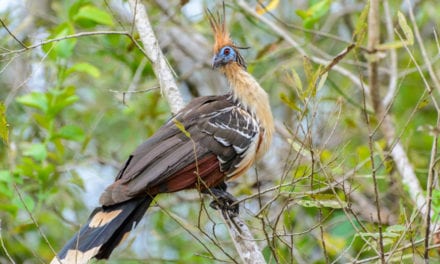 Hoatzin