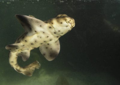 A horn shark in the Pacific Ocean off Ventura, California