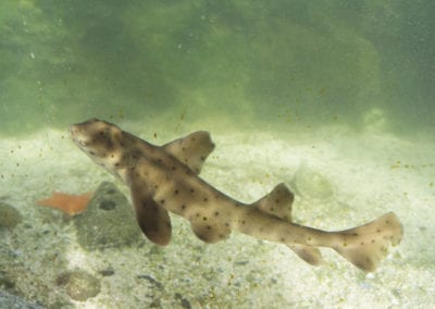 A horn shark swimming in the Pacific Ocean
