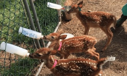 A wild time volunteering at Antler Ridge Wildlife Sanctuary