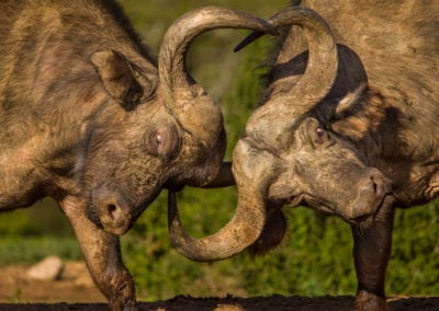 African Buffalo often loose an eye in combat with each other as their curved horns can easily gorge out an opponents eye. Addo Elephant National Park South Africa