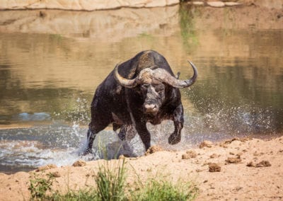 African buffalo attacked by crocodile in Kruger National park, South Africa ; Specie Syncerus caffer family of Bovidae