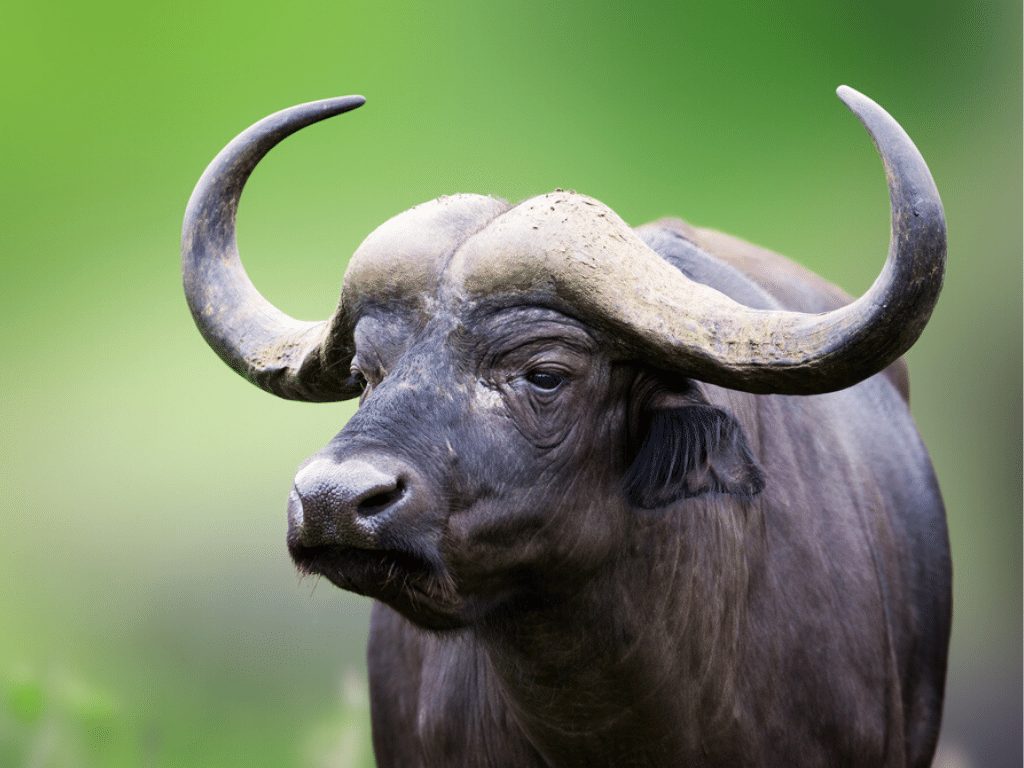 Cape Buffalo Facts - CRITTERFACTS