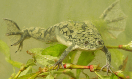 African Clawed Frog