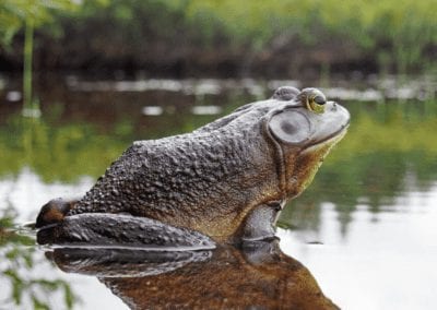 American bullfrog in water