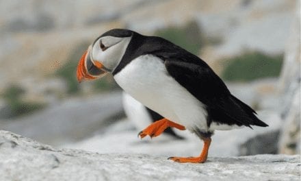 Atlantic Puffin