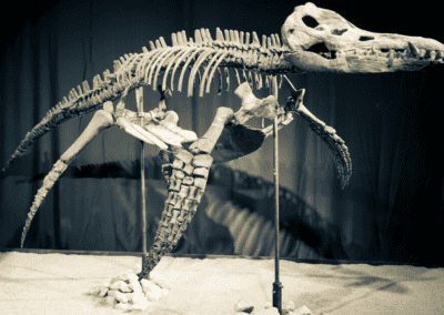 BRATISLAVA, SLOVAKIA - DECEMBER 14 Dinosaur skeleton - Liopleurodon at exhibition on December 14, 2014 in Bratislava