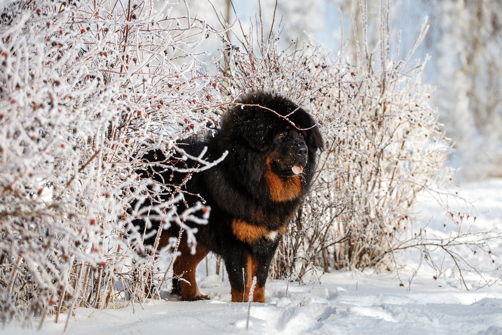 Beautiful Tibetan Mastiff in the open air. Winter landscape. Beautiful Tibetan Mastiff in the open air. Winter landscape.