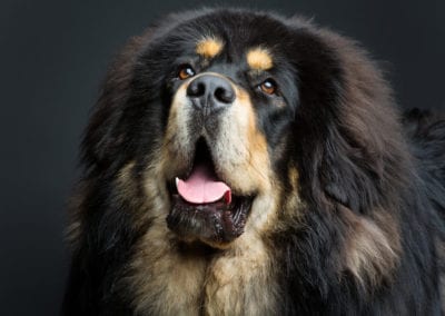 Beautiful big Tibetan mastiff dog