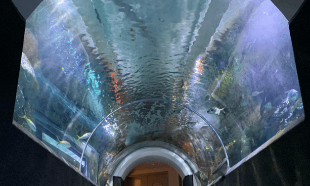 Behind the scenes, a day in the life of an aquarist