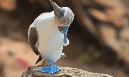 Blue-footed Booby