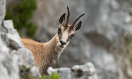 Chamois