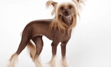 Chinese Crested Dog