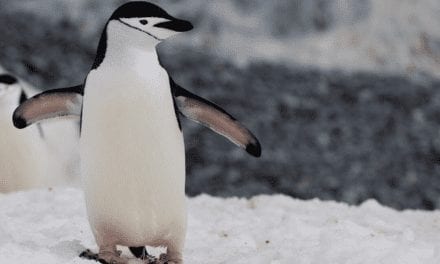 Chinstrap Penguin