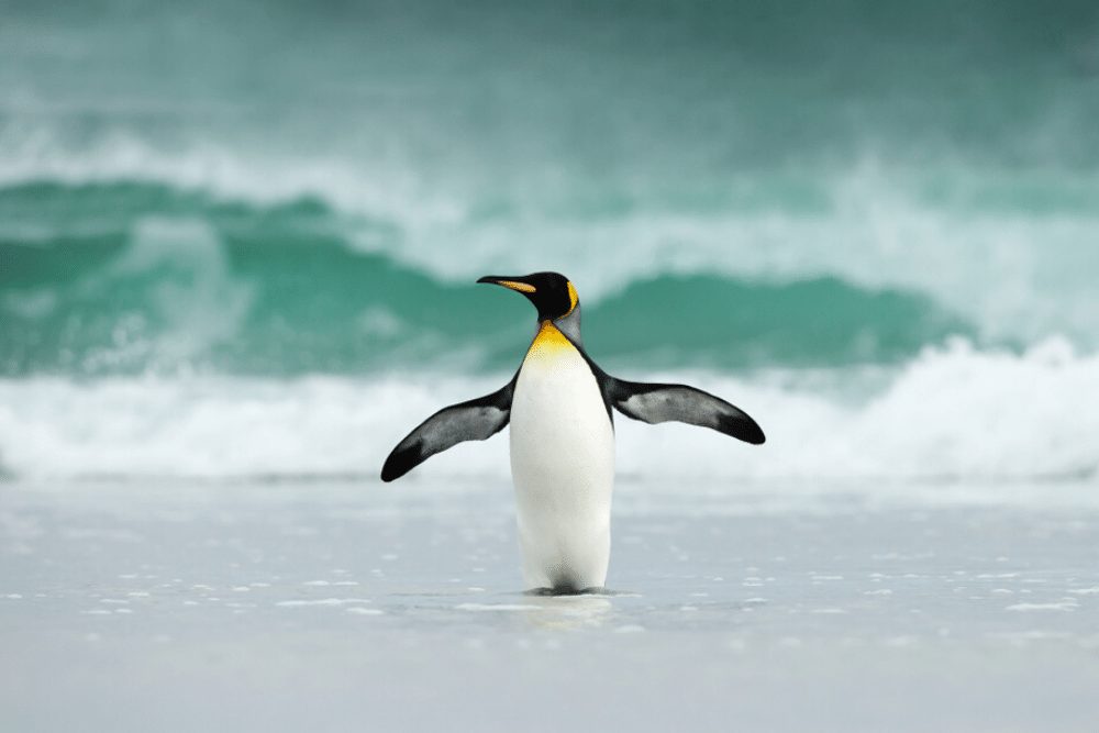 King Penguin Facts | CRITTERFACTS