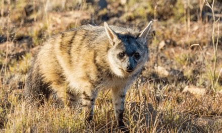 Aardwolf