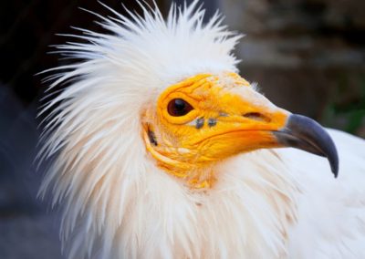Color photograph with a Egyptian vulture close up