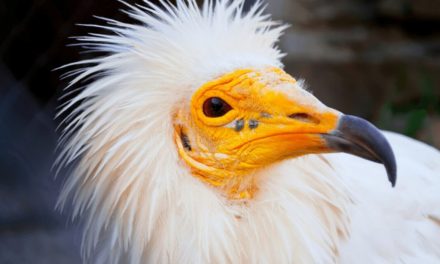 Egyptian Vulture