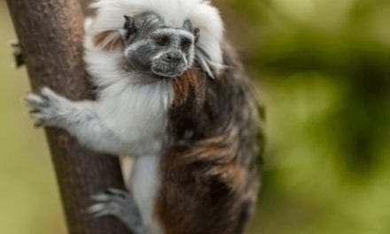 Cotton-top Tamarin