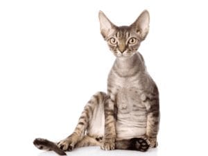 Devon Rex Facts - CRITTERFACTS