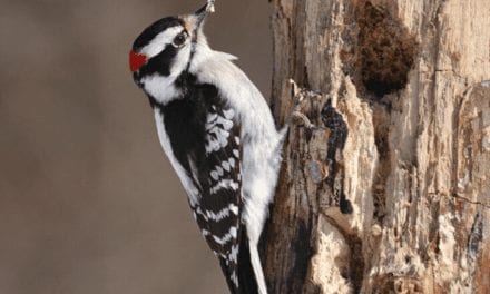 Downy Woodpecker